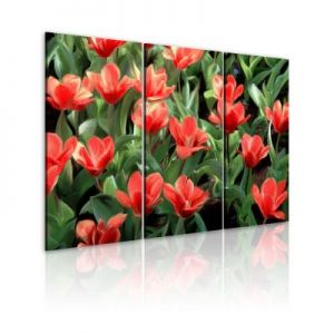 Obraz - Czerwone tulipany w rozkwicie