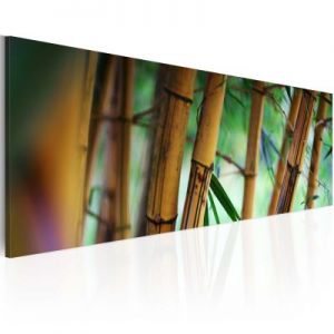 Obraz - Wild bamboos